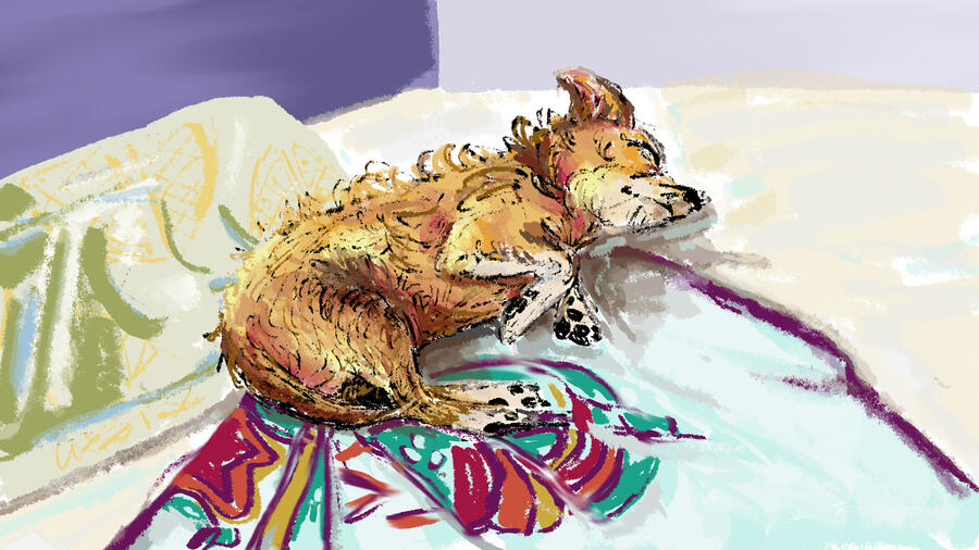 Nymeria aka Ny aka Nypie aka Nymeriosa aka Nygeria aka PiePie